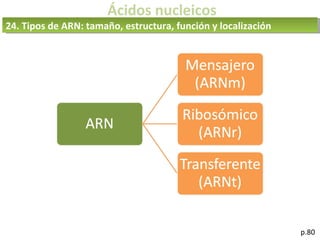 Ácidos nucleicos
24. Tipos de ARN: tamaño, estructura, función y localización
p.80
 
