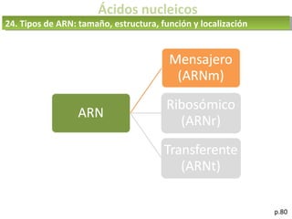 Ácidos nucleicos
p.80
24. Tipos de ARN: tamaño, estructura, función y localización
 
