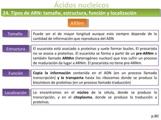 Ácidos nucleicos
p.80
ARNm
24. Tipos de ARN: tamaño, estructura, función y localización
Tamaño Puede ser el de mayor longitud aunque esto siempre depende de la
cantidad de información que reproduzca del ADN
Estructura El eucariota está asociado a proteínas y suele formar bucles. El procariota
no se asocia a proteínas. El eucariota se forma a partir de un pre-ARNm o
también llamado ARNhn (heterogéneo nuclear) que tras sufrir un proceso
de maduración da lugar a ARNm. El procariota no tiene pre-ARNm.
Función Copia la información contenida en el ADN (en un proceso llamado
transcripción) y la transporta hasta los ribosomas donde se produce la
biosíntesis de proteínas (en un proceso llamado traducción)
Localización Lo encontramos en el núcleo de la célula, donde se produce la
transcripción, y en el citoplasma, donde se produce la traducción a
proteínas.
 
