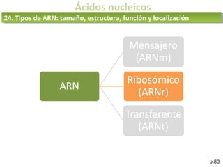 Ácidos nucleicos
p.80
24. Tipos de ARN: tamaño, estructura, función y localización
 