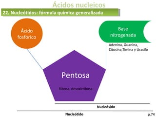 Ácidos nucleicos
p.74
22. Nucleótidos: fórmula química generalizada
Ácido
fosfórico
Nucleósido
Nucleótido
Pentosa
Ribosa, desoxirribosa
Base
nitrogenada
Adenina, Guanina,
Citosina,Timina y Uracilo
 