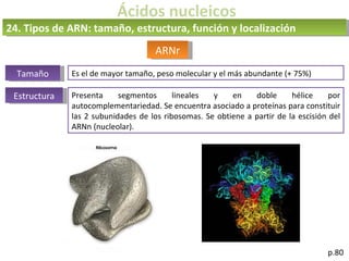 Ácidos nucleicos
p.80
ARNr
24. Tipos de ARN: tamaño, estructura, función y localización
Tamaño Es el de mayor tamaño, peso molecular y el más abundante (+ 75%)
Estructura Presenta segmentos lineales y en doble hélice por
autocomplementariedad. Se encuentra asociado a proteínas para constituir
las 2 subunidades de los ribosomas. Se obtiene a partir de la escisión del
ARNn (nucleolar).
 