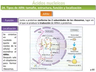 Ácidos nucleicos
p.80
ARNr
24. Tipos de ARN: tamaño, estructura, función y localización
Función Junto a proteínas conforma las 2 subunidades de los ribosomas, lugar en
el que se produce la traducción de ARNm a proteínas.
Localización
Se sintetiza
en el
nucléolo
(parte del
núcleo de la
célula) al
escindirse el
ARNn.
Después sale
al citoplasma
para formar
los
ribosomas.
 