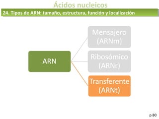 Ácidos nucleicos
p.80
24. Tipos de ARN: tamaño, estructura, función y localización
 