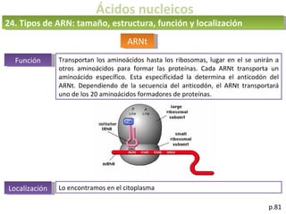 Ácidos nucleicos
p.81
ARNt
24. Tipos de ARN: tamaño, estructura, función y localización
Función Transportan los aminoácidos hasta los ribosomas, lugar en el se unirán a
otros aminoácidos para formar las proteínas. Cada ARNt transporta un
aminoácido específico. Esta especificidad la determina el anticodón del
ARNt. Dependiendo de la secuencia del anticodón, el ARNt transportará
uno de los 20 aminoácidos formadores de proteínas.
Localización Lo encontramos en el citoplasma
 