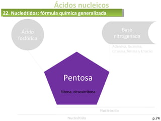 Ácidos nucleicos
p.74
22. Nucleótidos: fórmula química generalizada
Ácido
fosfórico
Nucleósido
Nucleótido
Pentosa
Ribosa, desoxirribosa
Base
nitrogenada
Adenina, Guanina,
Citosina,Timina y Uracilo
 