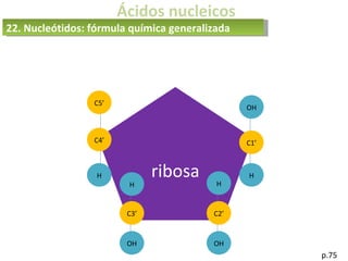 ribosa
Ácidos nucleicos
p.75
C2’
C1’
C3’
C4’
C5’
H
H H
H
OH OH
OH
22. Nucleótidos: fórmula química generalizada
 