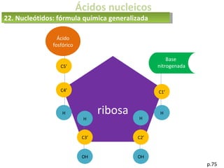 Ácidos nucleicos
p.75
ribosa
C2’
C1’
C3’
C4’
C5’
H
H H
H
OH OH
Ácido
fosfórico
Base
nitrogenada
22. Nucleótidos: fórmula química generalizada
 