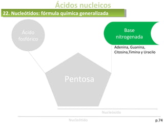 Ácidos nucleicos
p.74
22. Nucleótidos: fórmula química generalizada
Ácido
fosfórico
Nucleósido
Nucleótido
Pentosa
Ribosa, desoxirribosa
Base
nitrogenada
Adenina, Guanina,
Citosina,Timina y Uracilo
 