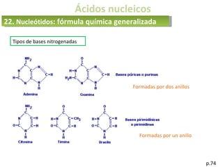 Ácidos nucleicos
p.74
Formadas por dos anillos
Formadas por un anillo
22. Nucleótidos: fórmula química generalizada
Tipos de bases nitrogenadas
 