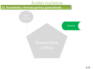 Ácidos nucleicos
p.75
Desoxirribosa
o ribosa
Ácido
fosfórico
Citosina
22. Nucleótidos: fórmula química generalizada
 