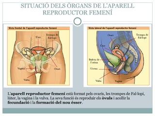 SITUACIÓ DELS ÒRGANS DE L’APARELL REPRODUCTOR FEMENÍ L' aparell reproductor femení  està format pels ovaris, les trompes d...