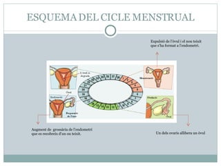 ESQUEMA DEL CICLE MENSTRUAL Un dels ovaris allibera un òvul Augment de  grossària de l’endometri que es recobreix d’un ou ...