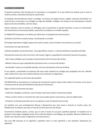 EL APARATO LOCOMOTOR
El aparato locomotor está formado por la musculatura y el esqueleto. Es el que efectúa las órdenes que le envía el
sistema nervioso, realizando todo tipo de movimientos.
El esqueleto está formado por huesos y cartílagos. Los huesos son órganos duros y rígidos. Llamamos articulación a la
unión de dos o más huesos. Los cartílagos son algo más flexibles. Protegen a los huesos en las articulaciones y forman
algunas estructuras flexibles, como las orejas.
Existen músculos, como el corazón y el diafragma, que no pertenecen al aparato locomotor, ya que sus movimientos
son involuntarios e inconscientes (latido, respiración) y se elaboran en el bulbo raquídeo.
EL ESQUELETO Compuesto, en el adulto, por 206 huesos, el esqueleto tiene dos funciones:
a) Sostiene y da forma a nuestro cuerpo, constituyendo su armazón
b) Protege importantes y frágiles órganos de nuestro cuerpo, como el cerebro o los pulmones y el corazón
Encontramos tres tipos de huesos:
a) Planos (omóplato, huesos del cráneo…) b) Largos (fémur, húmero…) c) Cortos (vértebras, huesecillos del oído)
Articulaciones (zonas de unión entre dos o más huesos). Según su capacidad de movimiento hacemos tres grupos:
- Fijas: huesos soldados, que no pueden moverse (unión entre los huesos del cráneo)
- Móviles: huesos con gran capacidad de movimiento entre sí, como los del hombro.
- Semimóviles: huesos con movilidad reducida, como las articulaciones entre las vértebras.
En las móviles y semimóviles los extremos del hueso están cubiertos de cartílago para protegerlos del roce. Además
están unidos entre sí por unos cordones fibrosos muy resistentes: los ligamentos.
Ver cuadernillo aparte con los huesos del esqueleto
LOS MÚSCULOS La musculatura es el conjunto de músculos de nuestro cuerpo. Están unidos a los huesos, con lo que al
contraerse tiran de ellos permitiéndonos todo tipo de movimientos.
Según su forma encontramos tres tipos:
- Fusiformes: alargados y estrechos, como el bíceps. Sirven para realizar movimientos amplios
- Planos y anchos: tienen un recorrido más corto, pero pueden ejercer mucha fuerza, como los abdominales
- Circulares: al contraerse permiten cerrar una abertura, como el orbicular (cierra el ojo)
Los tendones son unas prolongaciones fibrosas y blanquecinas que unen hueso y músculo en muchos casos. Son
flexibles pero no elásticos, para que el músculo tire del hueso con más eficacia.
Encontramos tendones planos y cortos, que se unen al hueso en una gran superficie (ejemplo: el masetero con el
parietal) y otros largos y delgados (unión de los músculos flexores a las falanges, por ejemplo). Observa la diferencia: el
tendón une músculo y hueso, el ligamento une huesos entre sí.
Hay unos 600 músculos en el organismo, repartidos entre un nivel superficial y otro profundo. Destacamos los
siguientes:

 