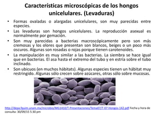 Características microscópicas de los hongos
unicelulares. (Levaduras)
• Formas ovaladas o alargadas unicelulares, son muy parecidas entre
especies.
• Las levaduras son hongos unicelulares. La reproducción asexual es
normalmente por gemación.
• Son muy parecidas a bacterias macroscópicamente pero son más
cremosas y los olores que presentan son blancos, beiges o un poco más
oscuros. Algunas son rosadas o rojas porque tienen carotenoides.
• La manipulación es muy similar a las bacterias. La siembra se hace igual
que en bacterias. El asa hasta el extremo del tubo y en estría sobre el tubo
inclinado.
• Son ubicuos (en muchos hábitats). Algunas especies tienen un hábitat muy
restringido. Algunas sólo crecen sobre azúcares, otras sólo sobre mucosas.
http://depa.fquim.unam.mx/microbio/MG1410/T-Presentaciones/Tema07/T-07-Hongos-142.pdf Fecha y hora de
consulta: 30/09/15 5:30 pm
 