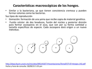 Características macroscópicas de los hongos.
• Similar a la bacteriana, ya que tienen consistencia cremosa y pueden
formar colonias como las bacterias.
Sus tipos de reproducción
• Gemación: formación de una yema que recibe copia de material genético.
• Fusión celular: de dos levaduras, fusión del núcleo y posterior división
para formar ascosporas en el asca, que son por su forma cantidad y
tamaño específicos de especie. Cada ascospora dará origen a un nuevo
individuo.
http://depa.fquim.unam.mx/microbio/MG1410/T-Presentaciones/Tema07/T-07-Hongos-142.pdf
Fecha y hora de consulta: 30/09/15 5:35 pm
 