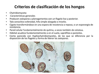 Criterios de clasificación de los hongos
• Chytridiomycota:
• -Características generales
• Producen zoósporas y planogamentos con un flagelo liso y posterior.
• Talo cenocítico esferoidal, hifa simple alargada o micelio.
• Cigoto transformándose en una espora de resistencia o reposo, o un esporangio de
resistencia.
• Pared celular fundamentalmente de quitina, a veces también de celulosa.
• Hábitat acuático fundamentalmente o en el suelo, saprófitos o parásitos.
• Cierto parecido con Hyphochytridiomycetes, de los que se diferencia por la
disposición de los flageles y forma de liberar las zoósporas.
 