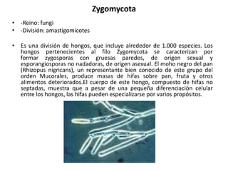 Zygomycota
• -Reino: fungi
• -División: amastigomicotes
• Es una división de hongos, que incluye alrededor de 1.000 especies. Los
hongos pertenecientes al filo Zygomycota se caracterizan por
formar zygosporas con gruesas paredes, de origen sexual y
esporangiosporas no nadadoras, de origen asexual. El moho negro del pan
(Rhizopus nigricans), un representante bien conocido de este grupo del
orden Mucorales, produce masas de hifas sobre pan, fruta y otros
alimentos deteriorados.El cuerpo de este hongo, compuesto de hifas no
septadas, muestra que a pesar de una pequeña diferenciación celular
entre los hongos, las hifas pueden especializarse por varios propósitos.
 
