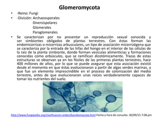 Glomeromycota
• -Reino: Fungi
• -División: Archaeosporales
Diversispolares
Glomerales
Paraglomerales
• Se caracterizan por no presentar un reproducción sexual conocida y
ser simbiontes obligados de plantas terrestres. Con éstas forman las
endomicorrizas o micorrizas arbusculares, un tipo de asociación micorrizógena que
se caracteriza por la entrada de las hifas del hongo en el interior de las células de
la raíz de la planta simbionte, donde forman vesículas alimenticias y formaciones
conocidas como arbúsculos, que se ramifican dicotómicamente. Trazas de estas
estructuras se observan ya en los fósiles de las primeras plantas terrestres, hace
400 millones de años, por lo que se puede asegurar que esta asociación existió
desde el momento en que éstas evolucionaron a partir de algas verdes marinas, y
que fue un elemento imprescindible en el proceso de colonización del medio
terrestre, antes de que evolucionaran unas raíces verdaderamente capaces de
tomar los nutrientes del suelo.
http://www.fungipedia.org/clasificacion-orden/basidiomycota.html Fecha y hora de consulta: 30/09/15 7:08 pm
 
