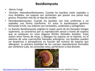 Basidiomycota
• -Reino: Fungi
• -División: Heterobasidiomycetes. Cuando los basidios están septados y
muy divididos. Las esporas son resistentes por poseer una pared muy
gruesa. Presentan más de un tipo de conidio.
• Homobasidiomycetes. Cuando los basidios son más uniformes y no
septados con forma claviforme. En estos la basidiospora germina
formando la hifa. Los órdenes son tremelales, uredinales y ustilaginales.
• La división Basidiomycota engloba la mayor parte de los llamados hongos
superiores, se caracteriza por su reproducción sexual a través de esporas
que se producen en unos órganos fértiles llamados basidios. Estos
suelen tener forma de maza, y albergan las esporas en el exterior, en el
extremo de unos cuernecillos llamados esterigmas. Los basidios pueden
ser bispóricos o tetraspóricos en función del número de esporas que
alberguen. La práctica totalidad de los cuerpos reproductores formados
por sombrero y pie, las conocidas setas, pertenecen a esta división.
http://www.asturnatura.com/filum/basidiomycota.html Fecha y hora de consulta: 30/09/15 7:20 pm
 