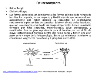Deuteromycota
• Reino: Fungi
• División: dikayra
• Sus formas conocidas son semejantes a las formas conidiales de hongos de
los filos Ascomycota, en su mayoría, y Basidiomycota que se reproducen
asexualmente por haber perdido su capacidad de reproducirse
sexualmente o por ser ésta desconocida. Salvo en el caso de las levaduras,
que son unicelulares, el resto de los hongos imperfectos tienen un micelio
formado por hifas septadas, multinucleadas salvo excepciones, y
ramificadas. Son de gran importancia para el hombre por ser el filo de
mayor patogenicidad humana dentro del Reino Fungi y tienen una gran
peso en el campo de la biotecnología. Entre sus miembros asimismo se
encuentran los géneros Penicillium y Aspergillus, entre otras.
http://tiempodeexito.com/biologia2/29.html Fecha y hora de consulta: 30/09/15 7:45 pm
 
