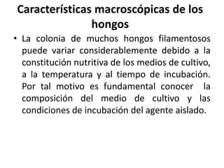 Características macroscópicas de los
hongos
• La colonia de muchos hongos filamentosos
puede variar considerablemente debido a la
constitución nutritiva de los medios de cultivo,
a la temperatura y al tiempo de incubación.
Por tal motivo es fundamental conocer la
composición del medio de cultivo y las
condiciones de incubación del agente aislado.
 