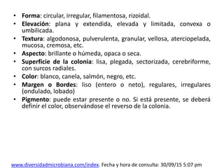 • Forma: circular, irregular, filamentosa, rizoidal.
• Elevación: plana y extendida, elevada y limitada, convexa o
umbilicada.
• Textura: algodonosa, pulverulenta, granular, vellosa, aterciopelada,
mucosa, cremosa, etc.
• Aspecto: brillante o húmeda, opaca o seca.
• Superficie de la colonia: lisa, plegada, sectorizada, cerebriforme,
con surcos radiales.
• Color: blanco, canela, salmón, negro, etc.
• Margen o Bordes: liso (entero o neto), regulares, irregulares
(ondulado, lobado)
• Pigmento: puede estar presente o no. Si está presente, se deberá
definir el color, observándose el reverso de la colonia.
www.diversidadmicrobiana.com/index. Fecha y hora de consulta: 30/09/15 5:07 pm
 