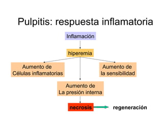 Pulpitis: respuesta inflamatoria
Inflamación
hiperemia
Aumento de
Células inflamatorias
Aumento de
la sensibilidad
Aumento de
La presión interna
necrosis regeneración
 