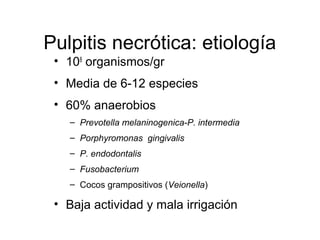 Pulpitis necrótica: etiología
• 108
organismos/gr
• Media de 6-12 especies
• 60% anaerobios
– Prevotella melaninogenica-P. intermedia
– Porphyromonas gingivalis
– P. endodontalis
– Fusobacterium
– Cocos grampositivos (Veionella)
• Baja actividad y mala irrigación
 