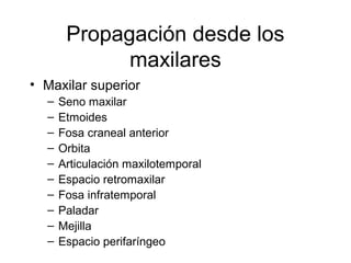 Propagación desde los
maxilares
• Maxilar superior
– Seno maxilar
– Etmoides
– Fosa craneal anterior
– Orbita
– Articulación maxilotemporal
– Espacio retromaxilar
– Fosa infratemporal
– Paladar
– Mejilla
– Espacio perifaríngeo
 
