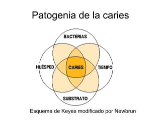 Patogenia de la caries
Esquema de Keyes modificado por Newbrun
 