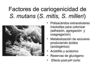 Factores de cariogenicidad de
S. mutans (S. mitis, S. milleri)
• Polisacáridos extracelulares
insolubles para colonizar
(adhesión, agregación y
coagregación)
• Metabolización de azúcares
produciendo ácidos
(acidogénico)
• Acidófilo y acidúrico
• Reservas de glucógeno
• Efecto post-pH corto
 