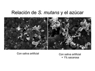 Relación de S. mutans y el azúcar
Con saliva artificial Con saliva artificial
+ 1% sacarosa
 