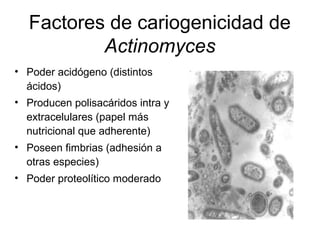 Factores de cariogenicidad de
Actinomyces
• Poder acidógeno (distintos
ácidos)
• Producen polisacáridos intra y
extracelulares (papel más
nutricional que adherente)
• Poseen fimbrias (adhesión a
otras especies)
• Poder proteolítico moderado
 