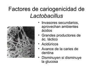 Factores de cariogenicidad de
Lactobacillus
• Invasores secundarios,
aprovechan ambientes
ácidos
• Grandes productores de
ác. láctico
• Acidúricos
• Avance de la caries de
dentina
• Disminuyen si disminuye
la glucosa
 