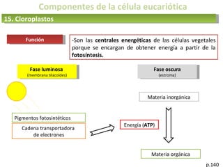 Componentes de la célula eucariótica
15. Cloroplastos
Función -Son las centrales energéticas de las células vegetales
porque se encargan de obtener energía a partir de la
fotosíntesis.
p.140
Fase luminosa
(membrana tilacoides)
Fase oscura
(estroma)
Pigmentos fotosintéticos
Cadena transportadora
de electrones
Energía (ATP)
Materia inorgánica
Materia orgánica
 