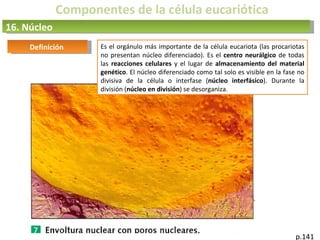Componentes de la célula eucariótica
16. Núcleo
p.141
Definición Es el orgánulo más importante de la célula eucariota (las procariotas
no presentan núcleo diferenciado). Es el centro neurálgico de todas
las reacciones celulares y el lugar de almacenamiento del material
genético. El núcleo diferenciado como tal solo es visible en la fase no
divisiva de la célula o interfase (núcleo interfásico). Durante la
división (núcleo en división) se desorganiza.
 