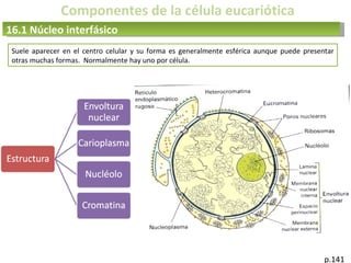 Componentes de la célula eucariótica
16.1 Núcleo interfásico
p.141
Suele aparecer en el centro celular y su forma es generalmente esférica aunque puede presentar
otras muchas formas. Normalmente hay uno por célula.
 