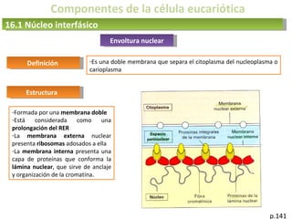 Componentes de la célula eucariótica
16.1 Núcleo interfásico
p.141
Envoltura nuclear
-Formada por una membrana doble
-Está considerada como una
prolongación del RER
-La membrana externa nuclear
presenta ribosomas adosados a ella
-La membrana interna presenta una
capa de proteínas que conforma la
lámina nuclear, que sirve de anclaje
y organización de la cromatina.
Definición -Es una doble membrana que separa el citoplasma del nucleoplasma o
carioplasma
Estructura
 