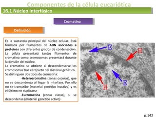 Componentes de la célula eucariótica
16.1 Núcleo interfásico
p.142
Cromatina
Definición
Es la sustancia principal del núcleo celular. Está
formada por filamentos de ADN asociados a
proteínas con diferentes grados de condensación.
La célula presentará tantos filamentos de
cromatina como cromosomas presentará durante
la división del núcleo.
La cromatina se obtiene al descondensarse los
cromosomas tras el reparto del material genético.
Se distinguen dos tipos de cromatina:
-Heterocromatina (zonas oscuras), que
no se descondensa al llegar la interfase. Por ello
no se transcribe (material genético inactivo) y es
el último en duplicarse
-Eucromatina (zonas claras), si se
descondensa (material genético activo)
 