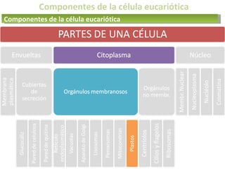 Componentes de la célula eucariótica
Componentes de la célula eucariótica
 