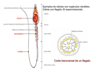 Ejemplos de células con orgánulos vibrátiles.
Célula con flagelo: El espermatozoide

Corte transversal de un flagelo

 