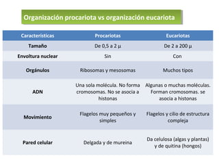 Organización procariota vs organización eucariota
Organización procariota vs organización eucariota
Características

Procariotas

Eucariotas

Tamaño

De 0,5 a 2 µ

De 2 a 200 µ

Envoltura nuclear

Sin

Con

Orgánulos

Ribosomas y mesosomas

Muchos tipos

ADN

Una sola molécula. No forma Algunas o muchas moléculas.
cromosomas. No se asocia a
Forman cromosomas. se
histonas
asocia a histonas

Movimiento

Flagelos muy pequeños y
simples

Flagelos y cilio de estructura
compleja

Pared celular

Delgada y de mureina

Da celulosa (algas y plantas)
y de quitina (hongos)

 