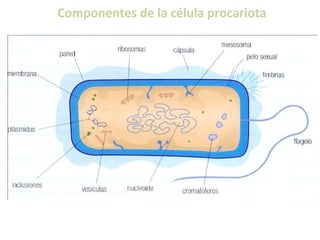 Componentes de la célula procariota

 