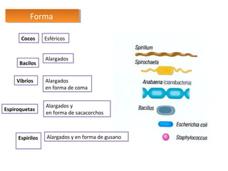 Forma
Forma
Cocos

Bacilos
Vibrios

Espiroquetas

Espirilos

Esféricos
Alargados

Alargados
en forma de coma
Alargados y
en forma de sacacorchos

Alargados y en forma de gusano

 