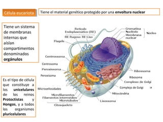 Célula eucariota
Célula eucariota

Tiene el material genético protegido por una envoltura nuclear

Tiene un sistema
de membranas
internas que
aíslan
compartimentos
denominados
orgánulos
Centrosoma

Es el tipo de célula
que constituye a
los unicelulares
de los reinos
Protoctistas
y
Hongos, y a todos
los
organismos
pluricelulares

Peroxisoma

Microvellosidades

Ribosoma
Complejo de Golgi

 