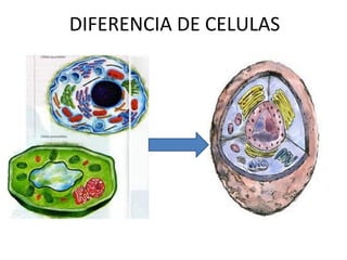 DIFERENCIA DE CELULAS

 