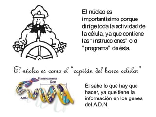 El núcleo es
importantísimo porque
dirige toda la actividad de
la célula, ya que contiene
las “ instrucciones” o el
“ programa” de ésta.

El núcleo es como el “capitán del barco celular”
Él sabe lo qué hay que
hacer, ya que tiene la
información en los genes
del A.D.N.

 