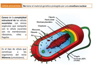 Célula procariota No tiene el material genético protegido por una envoltura nuclear
Célula procariota

Carece de la comple...