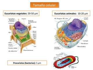 Tamaño celular
Tamaño celular
Eucariotas vegetales: 20-50 µm

Procariotas (bacterias): 5 µm

Eucariotas animales: 10-20 µm

 